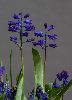 <em>Hyacinthella hispida</em>